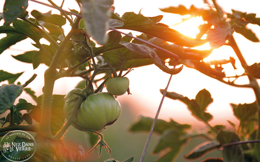 tomates du jardins le nez dans le verre parfait pour les tomates farcies